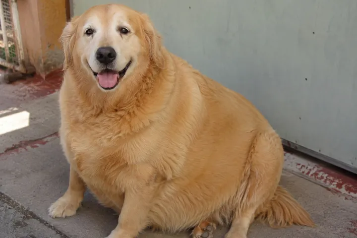 Cão Golden Retriever Obeso