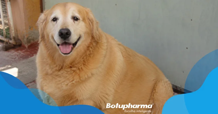 sobrepeso e obesidade em cães