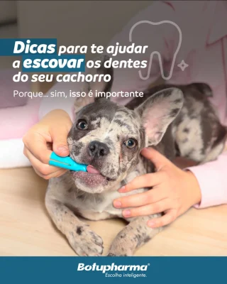 Escovar os dentes do cachorro nem sempre é fácil… mas faz MUITA diferença na saúde deles 🦷🐶Além do mau hálito, problemas dentários podem causar desconforto, dor e impactar a qualidade de vida do pet.A dica mais importante?
✨ Paciência + adaptação gradual.Conta pra Botu:
como é o momento da escovação aí na sua casa? 👇#SaúdePet #Cachorro #HigieneOral #MundoPet #Dogs #OdontologiaVeterinária #PetCare #BotupharmaPet #VidaDeCachorro