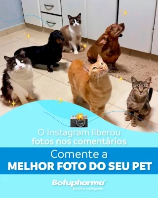 A novidade que a gente adora: fotos nos comentários! Comente aqui com a melhor foto do seu pet. Queremos ver todas! 🐾🥰
#botupharma #botupharmapet #cao #gato #cachorro #dog #cat #fotografia #instagram #pet