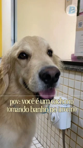 O inverno chega, o cobertor aparece e a vontade é deixar quem a gente ama sempre quentinho.Com o Lewis não é diferente.O banho continua fazendo parte da rotina, mas agora com um carinho a mais: água morna sem estar muito quente, secagem completa e a linha Completa do OXNAN que respeita a delicadeza da sua pele.Cuidar não é apenas manter a pelagem bonita. É oferecer conforto, bem-estar e aquele carinho que eles sentem em cada toque.A linha Oxnan acompanha esses momentos, transformando um simples banho em um gesto de amor.#Oxnan  #CuidadoQueAquece #InvernoComPets #BanhoComAmor #BemEstarAnimal #RotinaPet
#botupharma #botupharmapet